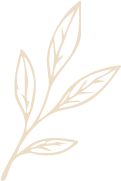 Olivenzweig